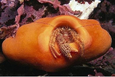 《宝可梦：朱＆紫》新介绍视频 新宝可梦奇麒麟公布